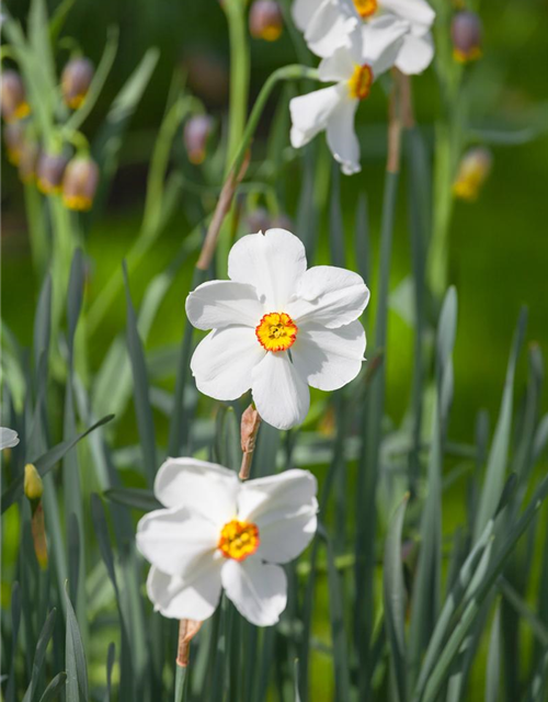 Garten-Dichter-Narzisse 'Actaea'