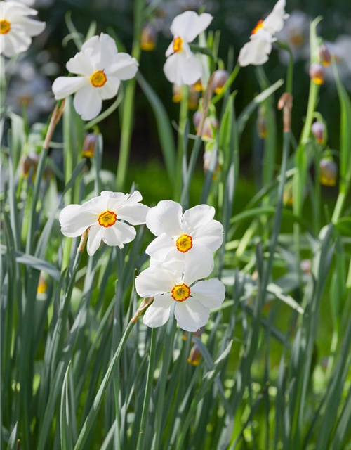 Garten-Dichter-Narzisse 'Actaea'