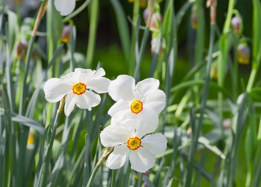 Garten-Dichter-Narzisse 'Actaea'