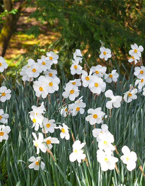 Garten-Dichter-Narzisse 'Actaea'