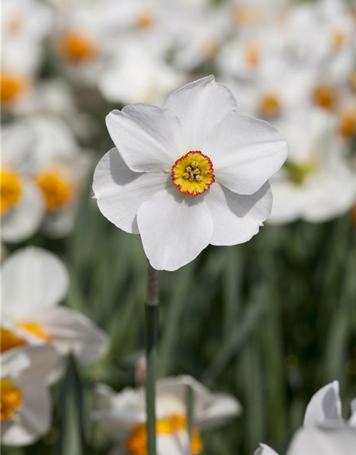 Garten-Dichter-Narzisse 'Actaea'