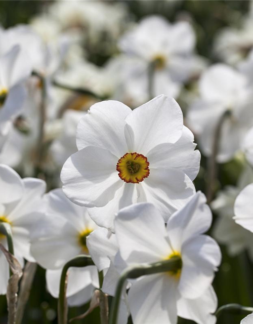 Garten-Dichter-Narzisse 'Actaea'