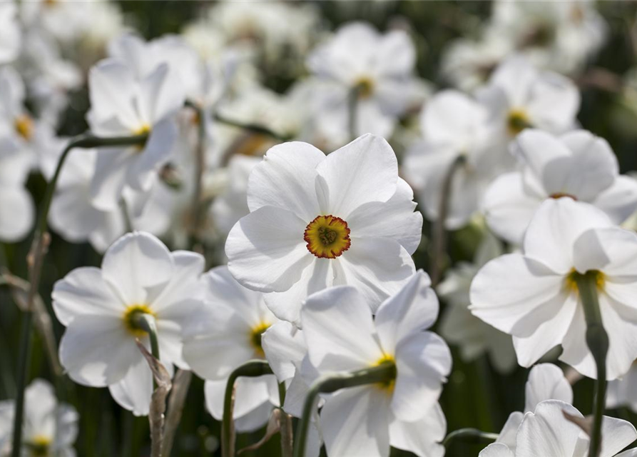 Garten-Dichter-Narzisse 'Actaea'