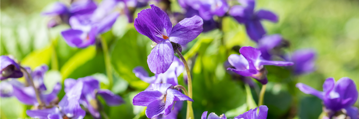 Viola odorata 'Königin Charlotte'