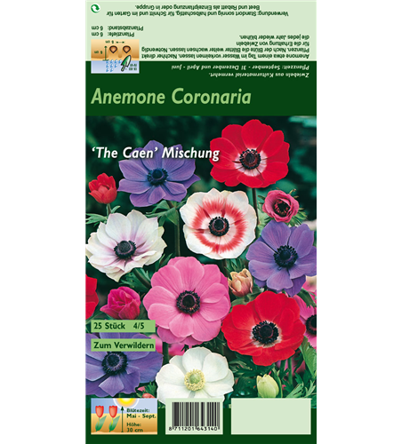 Garten-Anemone 'De Caen'