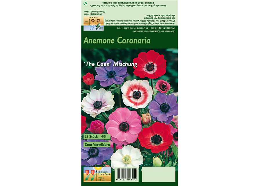 Garten-Anemone 'De Caen'