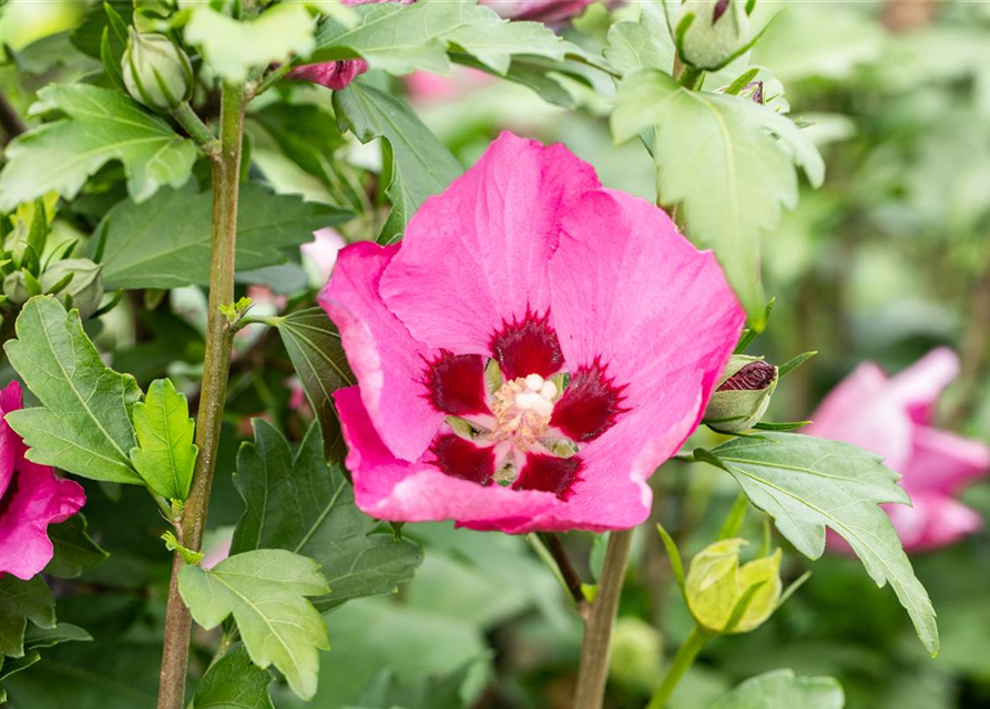 Garteneibisch 'Big Hibiskiss'®