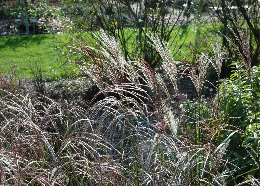 Garten-Chinaschilf 'Ferner Osten'