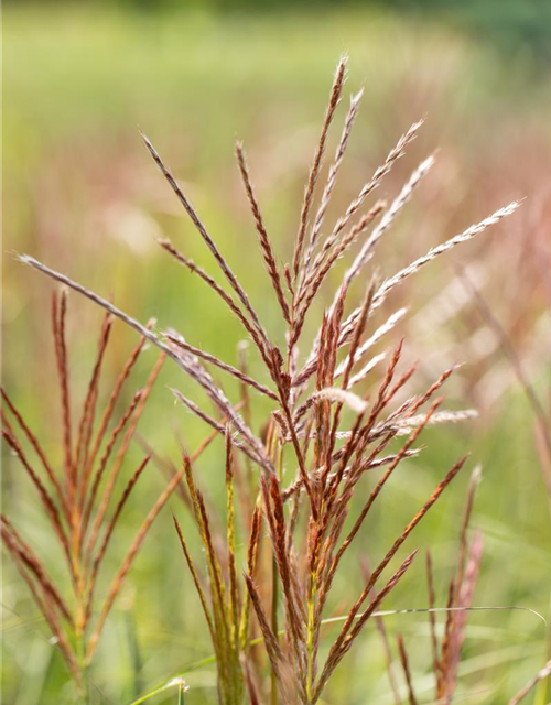 Garten-Chinaschilf 'Ferner Osten'