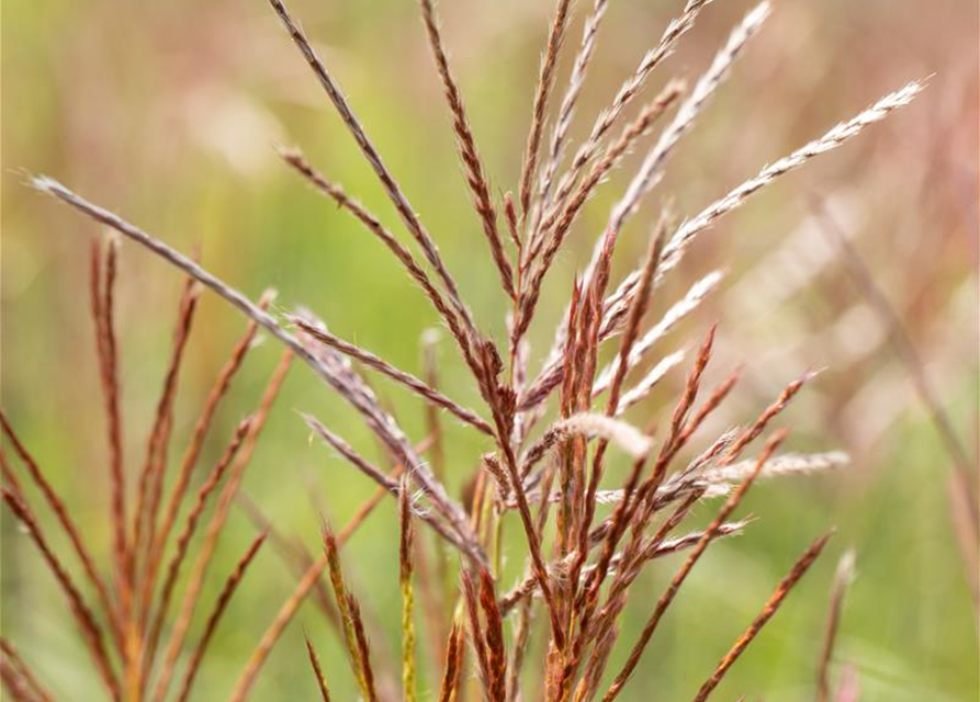 Garten-Chinaschilf 'Ferner Osten'