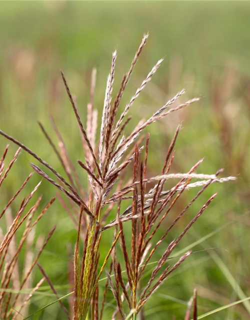 Garten-Chinaschilf 'Ferner Osten'