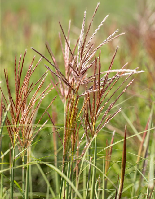 Garten-Chinaschilf 'Ferner Osten'