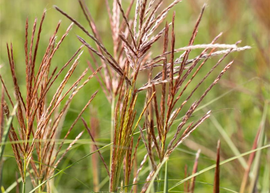 Garten-Chinaschilf 'Ferner Osten'