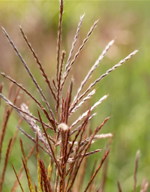 Garten-Chinaschilf 'Ferner Osten'