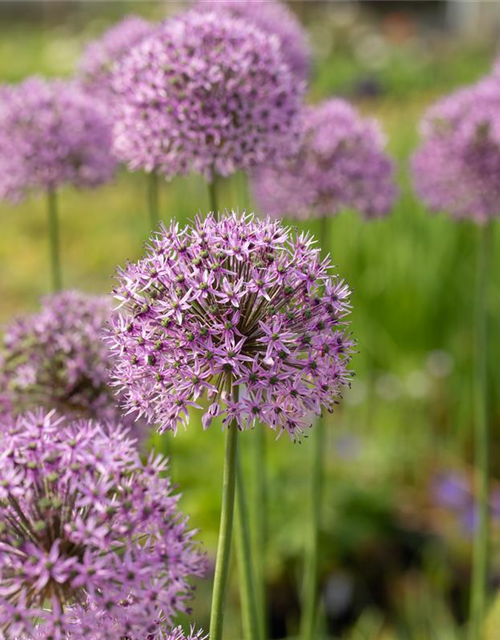 Garten-Kugel-Lauch 'Gladiator'