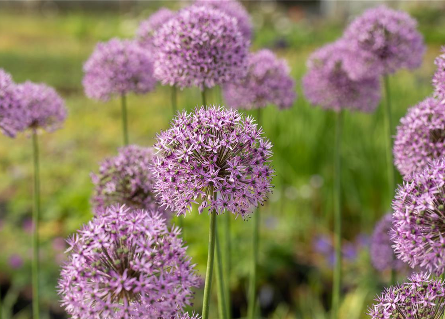 Garten-Kugel-Lauch 'Gladiator'