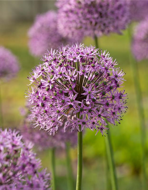 Garten-Kugel-Lauch 'Gladiator'