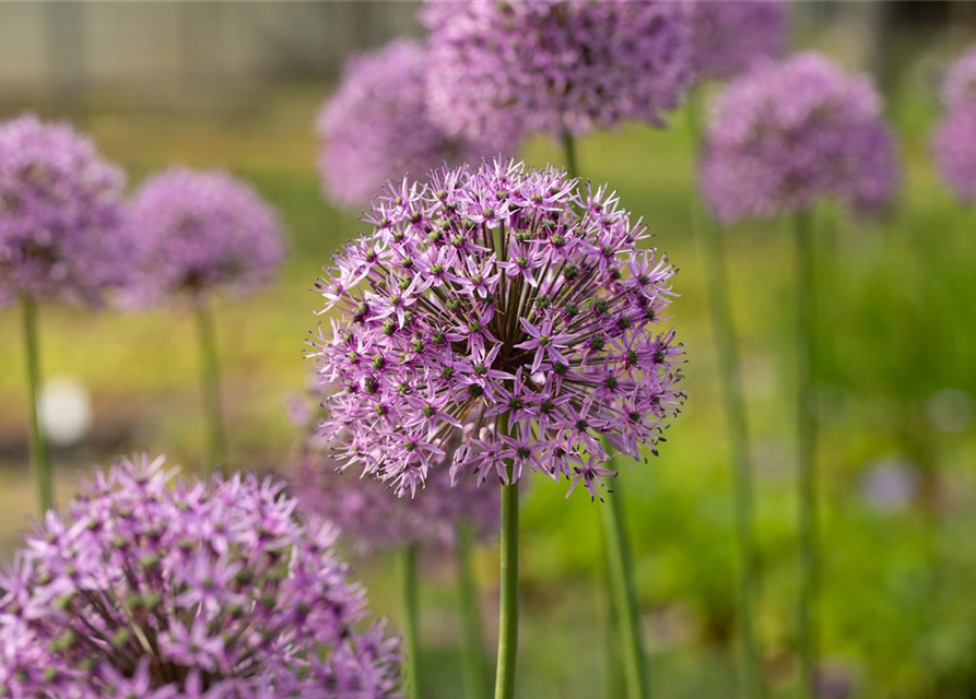 Garten-Kugel-Lauch 'Gladiator'