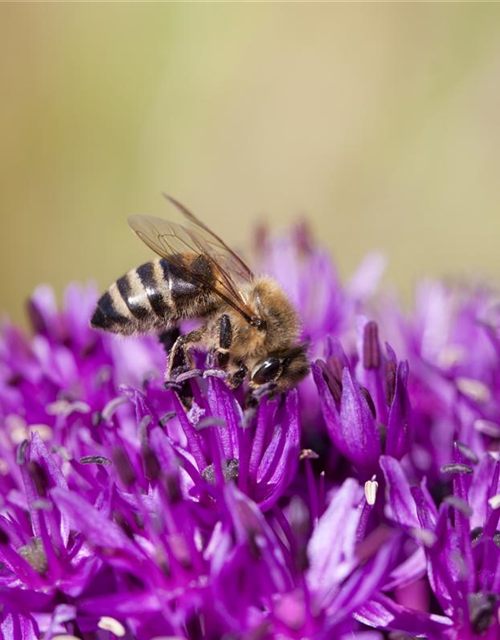 Bienenweide