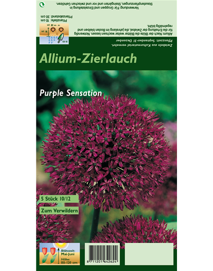 Garten-Kugel-Lauch 'Purple Sensation'