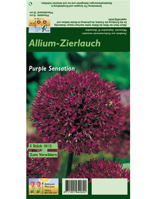 Garten-Kugel-Lauch 'Purple Sensation'