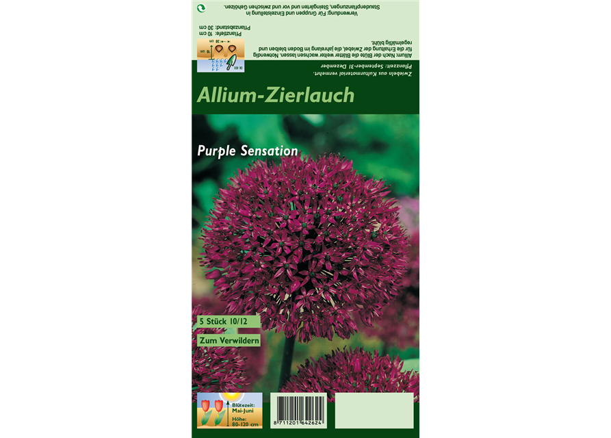 Garten-Kugel-Lauch 'Purple Sensation'