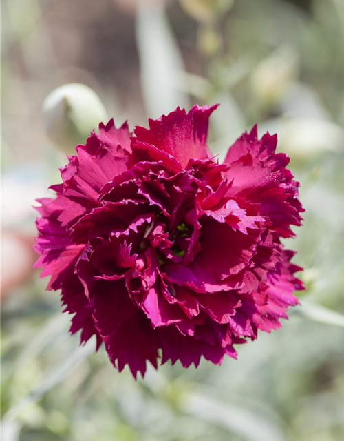 Gartennelkensamen 'Chabaud'