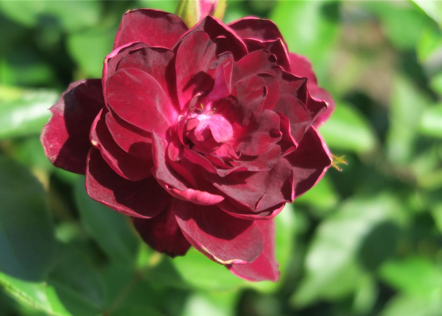 Beetrose 'Burgundy Iceberg'®