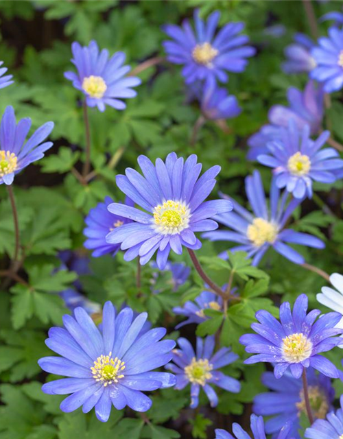 Garten-Strahlen-Windröschen 'Blue Shades'