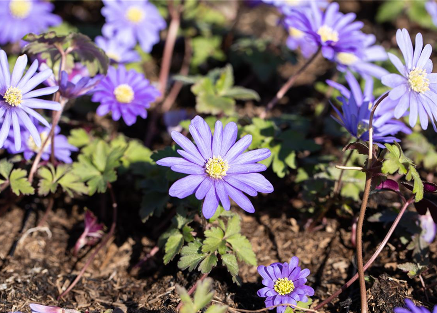 Garten-Strahlen-Windröschen 'Blue Shades'