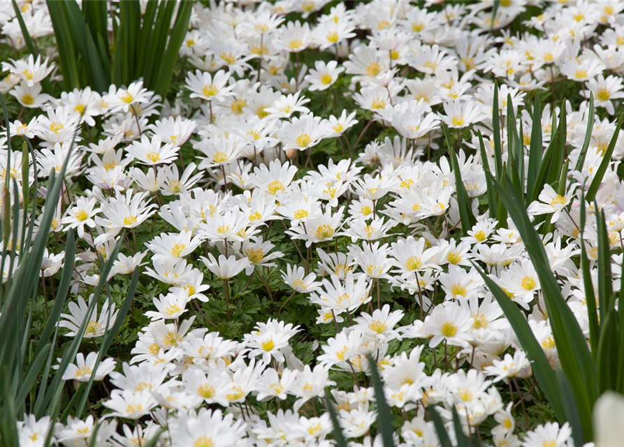 Garten-Strahlen-Windröschen 'White Splendour'