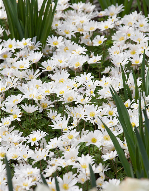 Garten-Strahlen-Windröschen 'White Splendour'