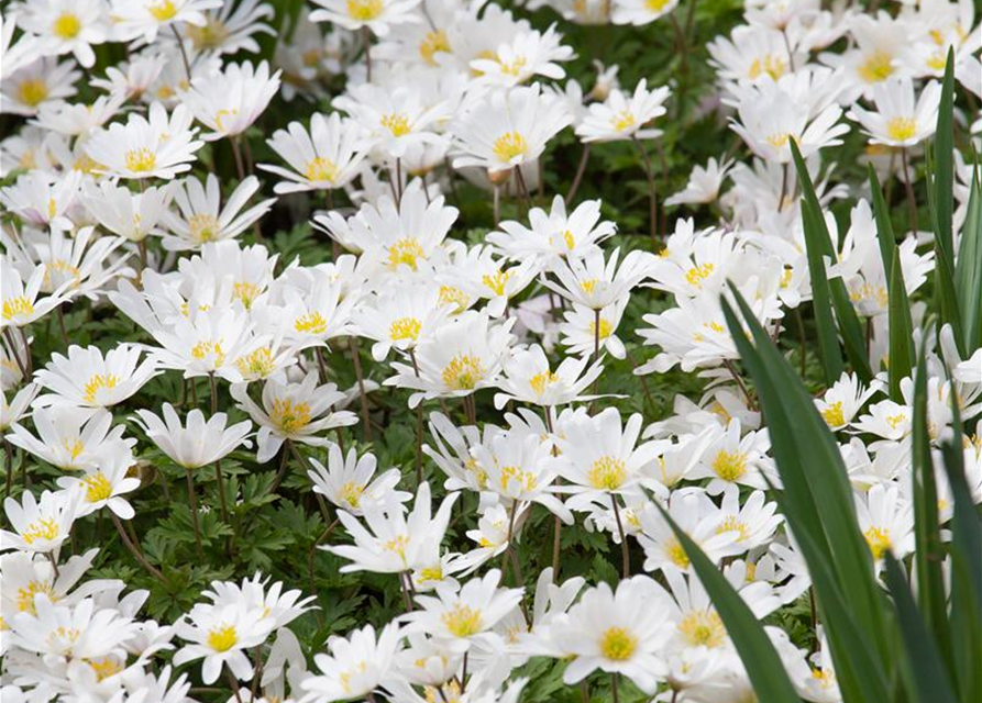 Garten-Strahlen-Windröschen 'White Splendour'