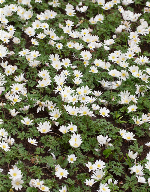 Garten-Strahlen-Windröschen 'White Splendour'