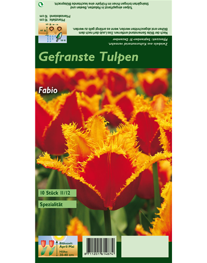 Gefranste Tulpe 'Fabio'