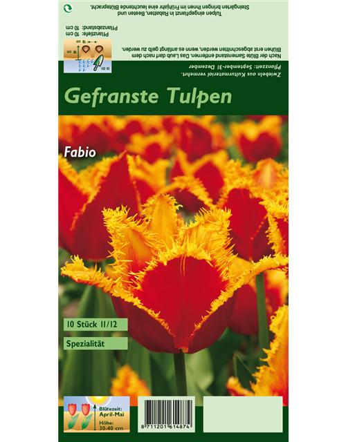 Gefranste Tulpe 'Fabio'