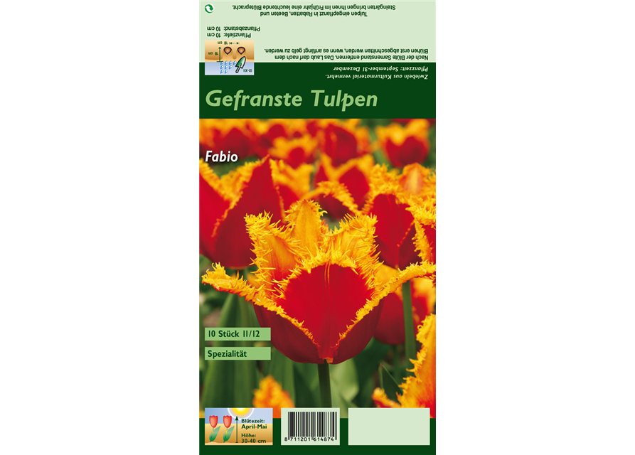 Gefranste Tulpe 'Fabio'