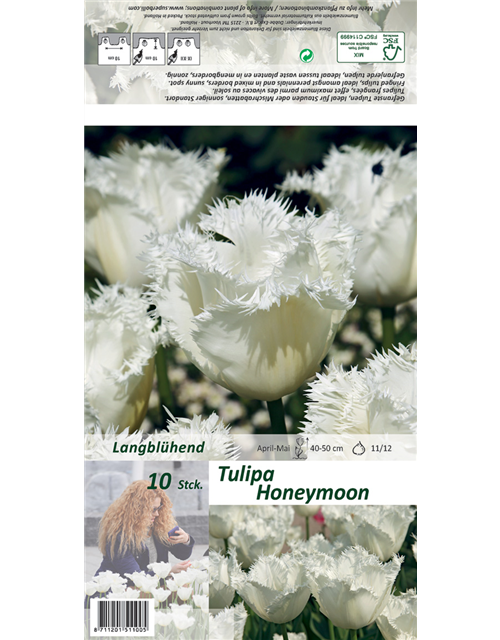 Gefranste Tulpe 'Honeymoon'