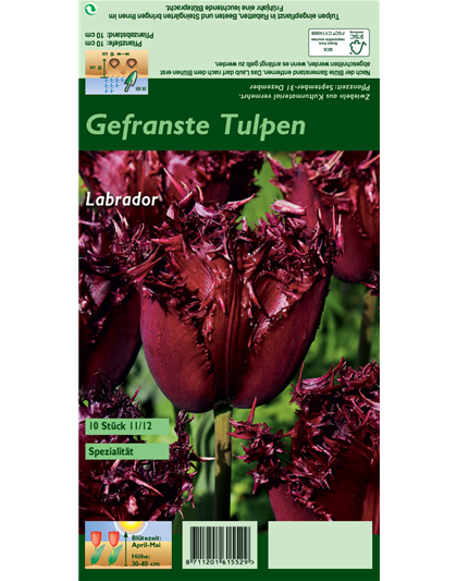 Gefranste Tulpe 'Labrador'