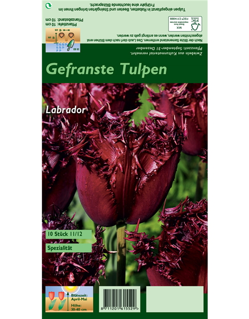 Gefranste Tulpe 'Labrador'