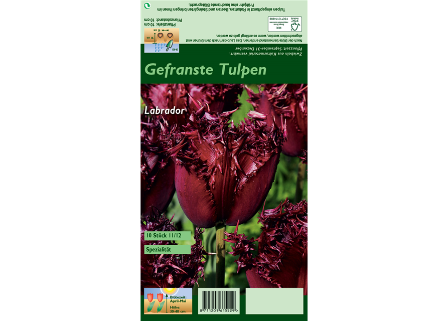 Gefranste Tulpe 'Labrador'