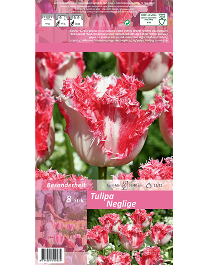 Gefranste Tulpe 'Neglige'