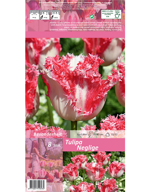 Gefranste Tulpe 'Neglige'