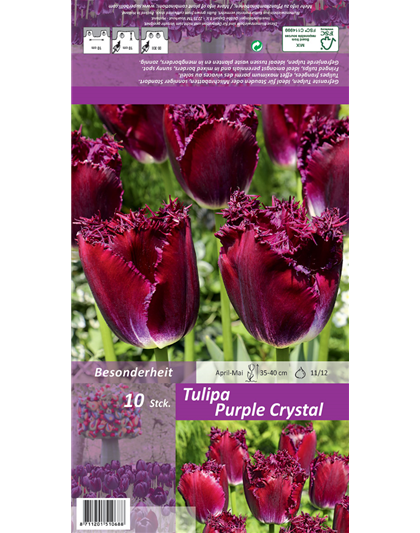 Gefranste Tulpe 'Purple Crystal'