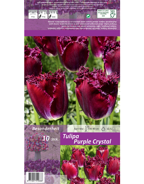 Gefranste Tulpe 'Purple Crystal'