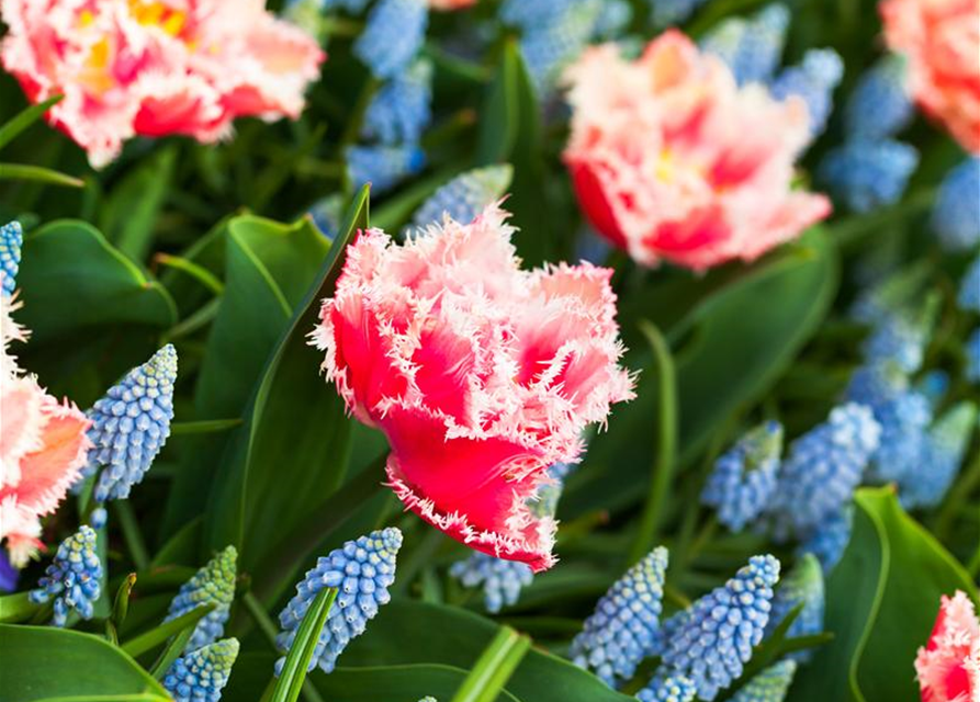 Gefranste Tulpe 'Queensland'