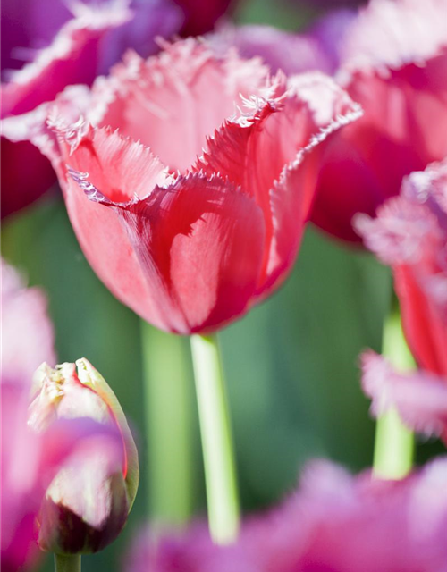 Gefranste Tulpe 'Queensland'