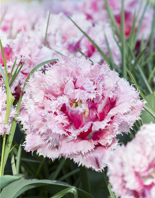 Gefranste Tulpe 'Queensland'