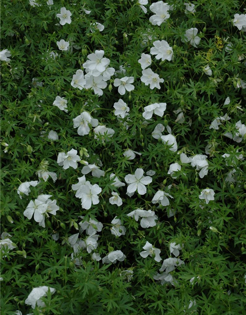 Geranium sanguineum 'Album'