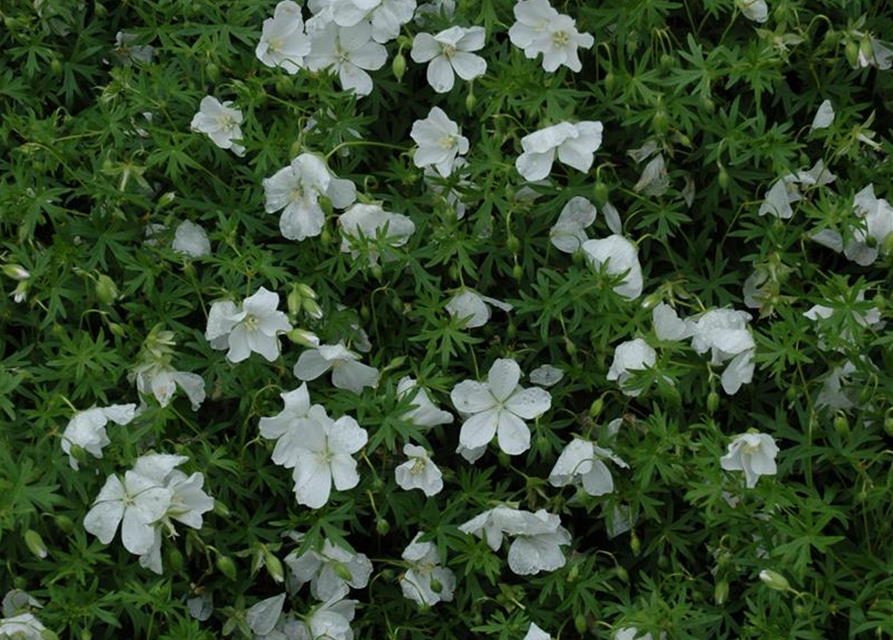 Geranium sanguineum 'Album'